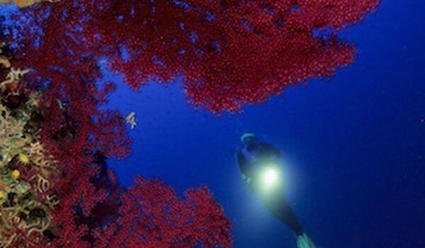 Diver light under red coral in deep blue Adriatic water