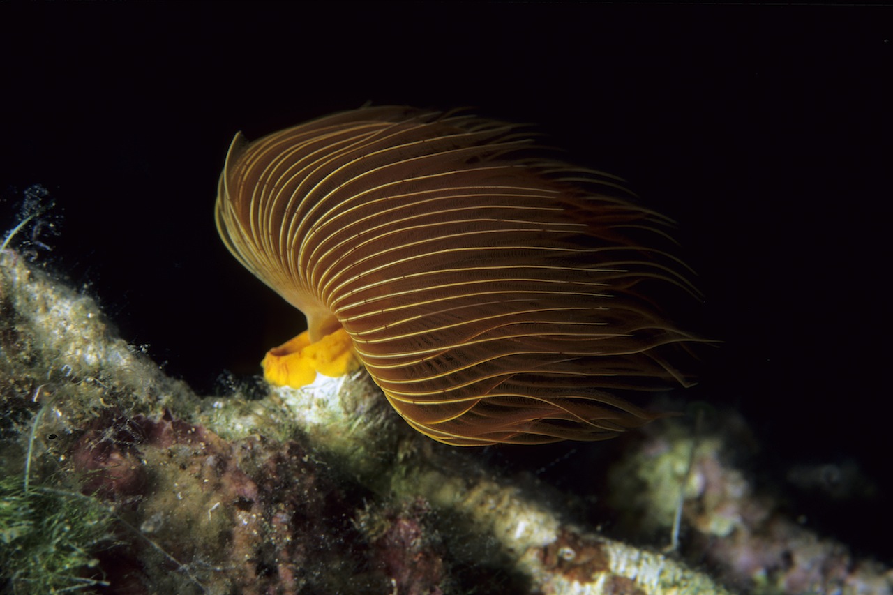 Fan worm on an Adriatic reef in the Manta archive