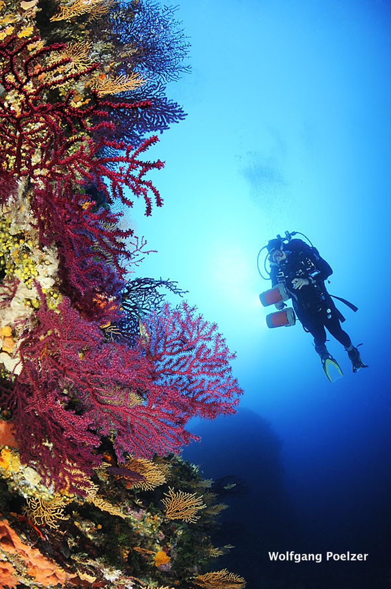 Technical diver beside red gorgonian coral in the Adriatic