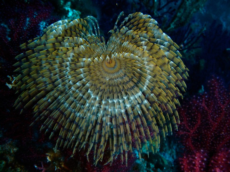 Fan worm and red coral on a wall near Biševo