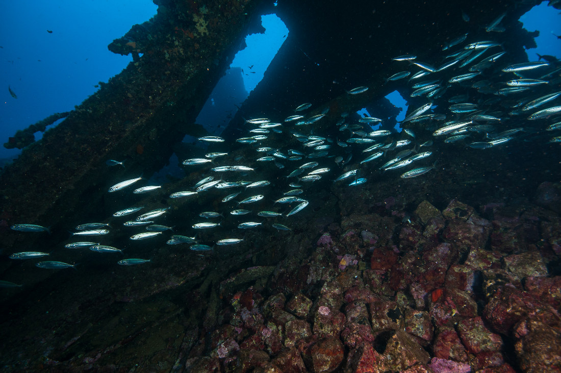 Fish moving through a wreck structure in Adriatic water